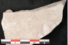 Foto (Detailansicht) von Trigonocarpus sp.  (NHMW-GEO-2024-0188-11152)